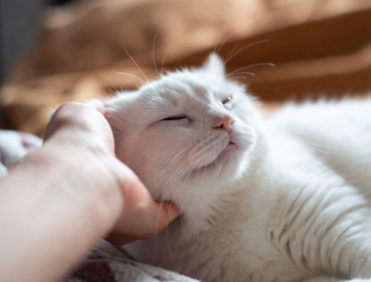 Magnétisme traditionnel et prières pour accompagner les chats de tous âges en complément du suivi vétérinaire.