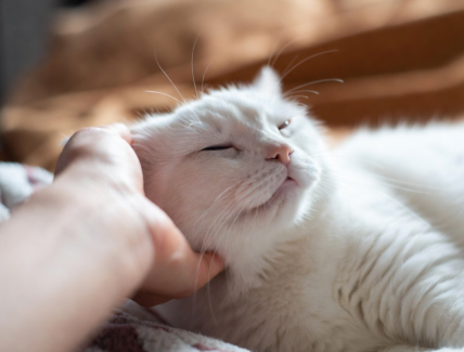 Magnétisme traditionnel et prières pour accompagner les chats de tous âges en complément du suivi vétérinaire.