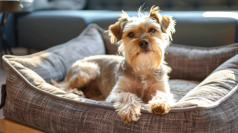 Un chien tranquille dans son panier après une séance de magnétisme